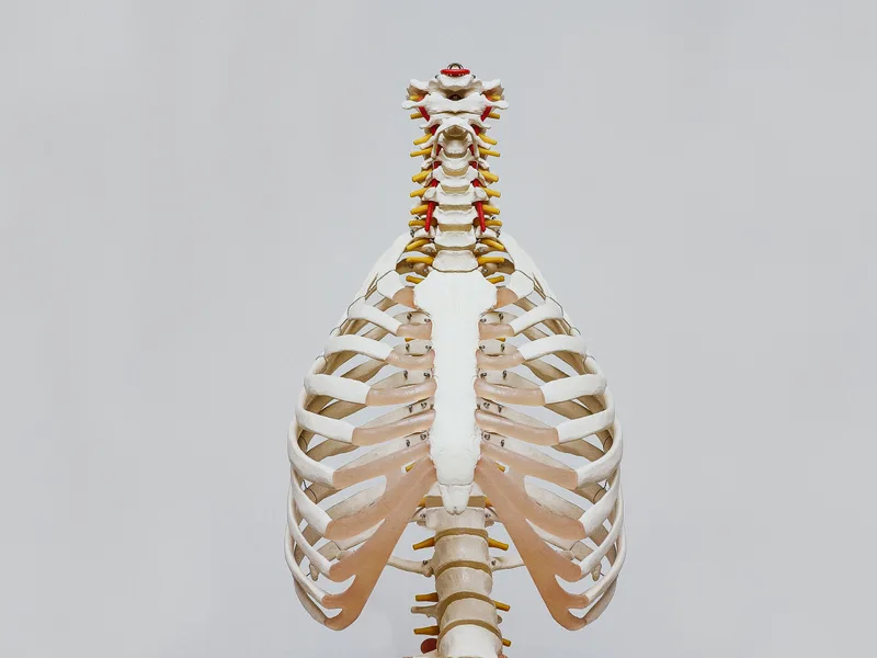 How X-Rays works at ABC Chiropractic